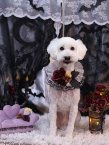 20231010しろまるくん